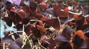 Цветок счастья - кислица (оксалис). Особенности ухода в осенне - зимний период!!!