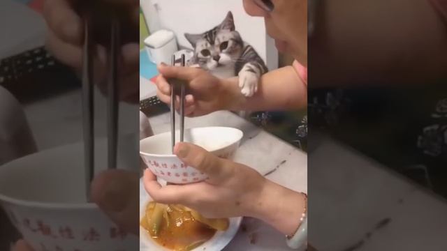 Лучшие  смешные кошки и собачки ? ?  часть 4