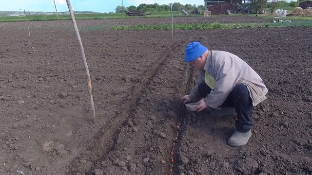 Посадили лук,чесали собаку. смотреть онлайн