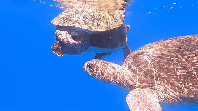 Lady Musgrave Logger head Turtles смотреть онлайн