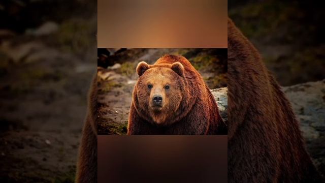 Медведь смотреть онлайн