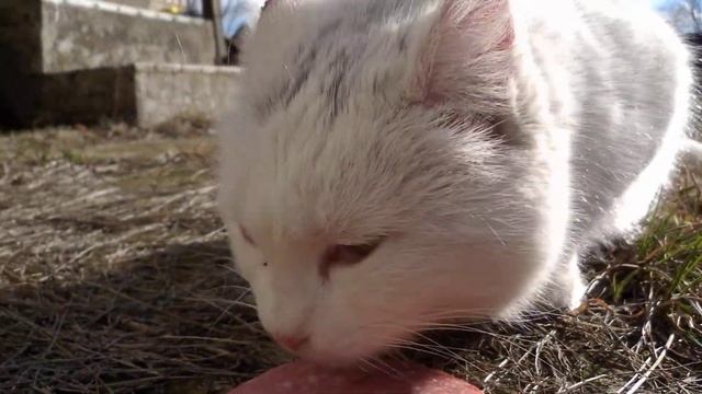 Голодная дворовая Кошка /Hungry yard Cat смотреть онлайн
