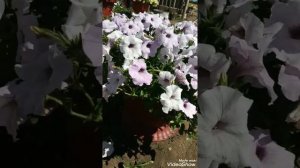 Петуния Изи Вейв Сильвер. Корректировочную обрезка.