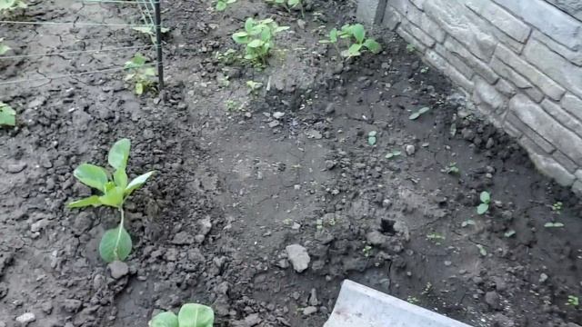 Вырвали с огорода всю редиску! Толку никакого вся маленькая