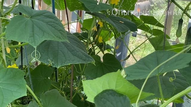 За Ночь Огурцов Нарастает Немерено! Такой Простой Прием Для Плодоношения Огурцов в Июле-Августе! смотреть онлайн