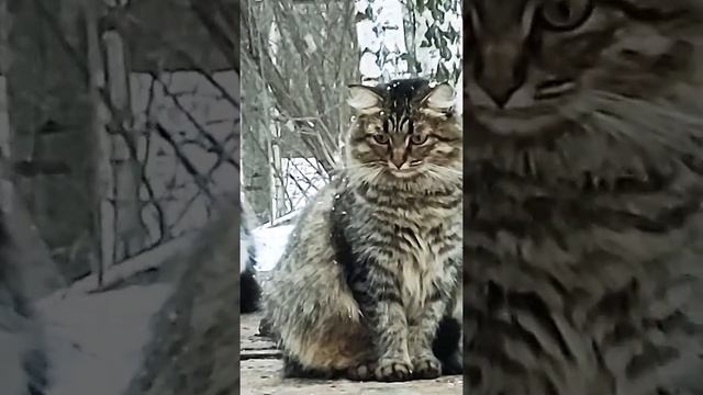 Tiger cat and little Zhirmi Тигровая кошка и маленький Жирми смотреть онлайн