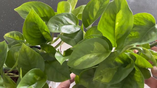 Epipremnum Global Green