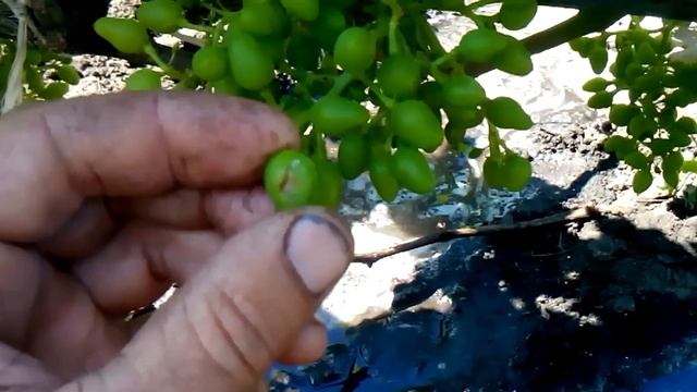 антракноз на ягодах винограда смотреть онлайн