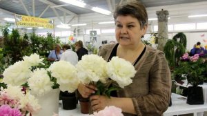 Сорта пионов