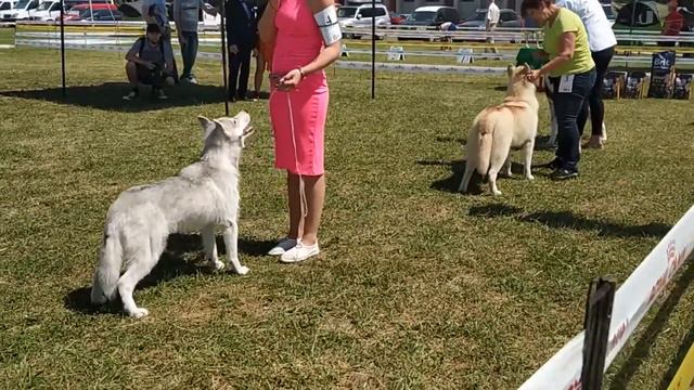 01.06.2019 Монопородная выставка «Арсания - Лето» (Николаев). Сибирские хаски. Кобели юниоры смотреть онлайн