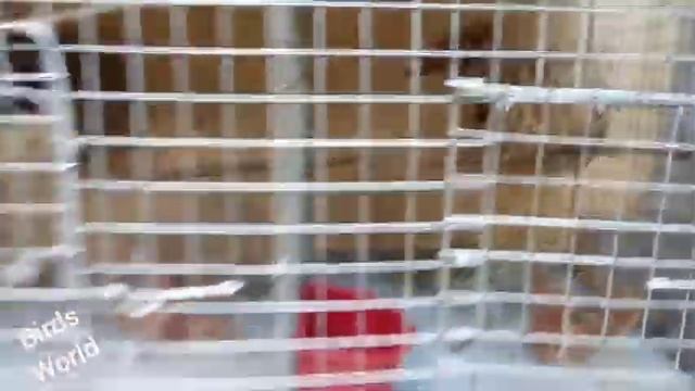 Finch bird cage size and new cage setup #Birds_world #Birds_world_howrah смотреть онлайн