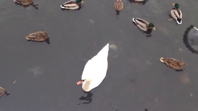 Казань озеро Нижний Кабан смотреть онлайн