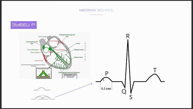 Основы ЭКГ за 12 минут!