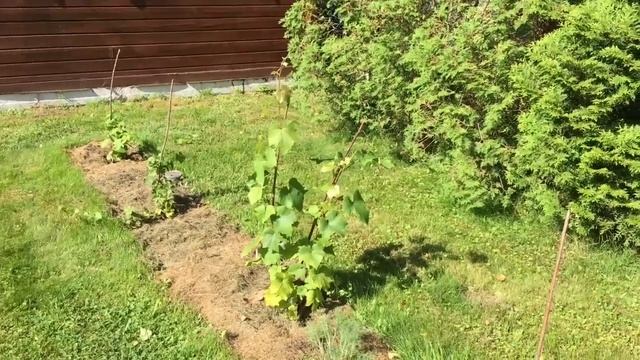 СОРТА ВИНОГРАДОВ | Виноград В Ленинградской Области. смотреть онлайн