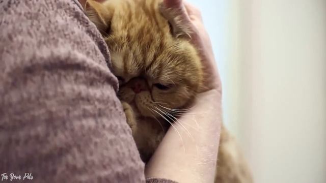 Relax My Pets in my House - Music For Dogs & Cats, Pets Sleeping Lullabies #2 смотреть онлайн