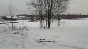 Кабаны в заказнике