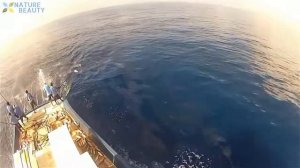 Удивительный навык ловли голубого тунца в море на спининг, быстрая ловля тунца с большой лодкой