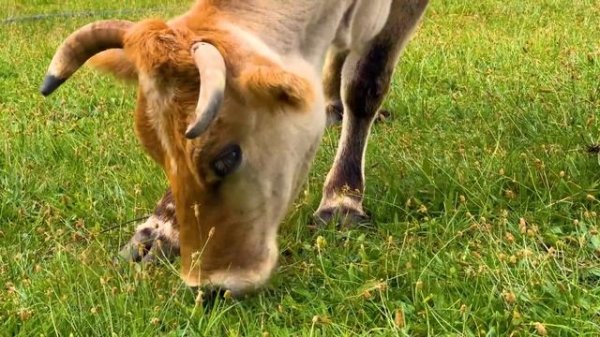 Culinary Journey through A Variety Of Dishes for An Hour! Mountains of Flavors