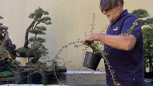 Tuto Bonsaï Mame de Cotonéaster Dammeri 'coral beauty' de A à Z смотреть онлайн