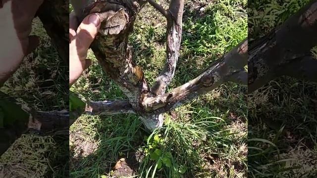 Лечим рак яблони