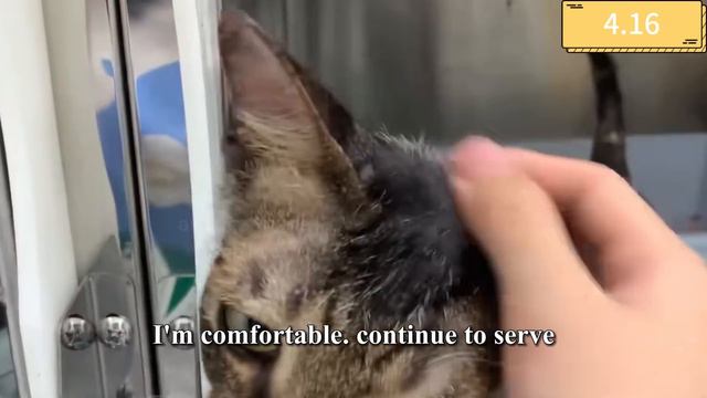 Stray cat covered in paint, meowing in pain crying for help смотреть онлайн