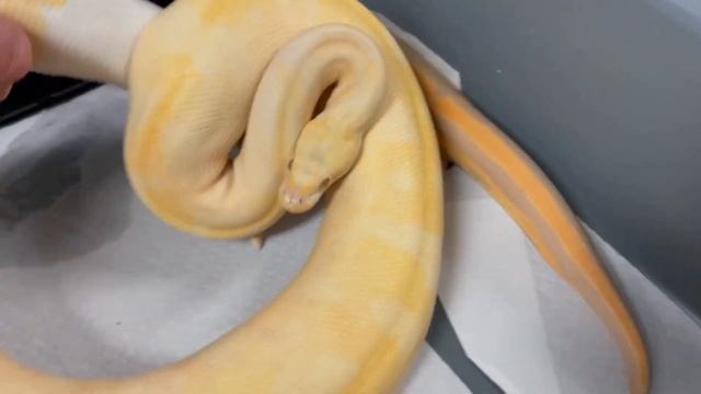 BREEDING LOCKS & BALL PYTHON PAIRINGS! 10-23-21 смотреть онлайн