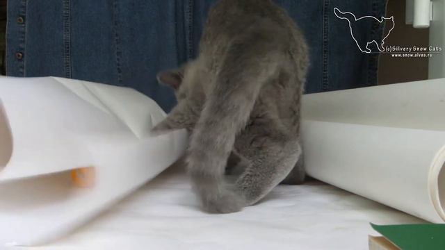 Заводная веселушка Gerda. Британская короткошерстная.