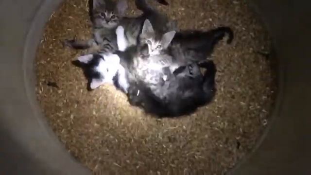 Котомышь или мышекот? смотреть онлайн