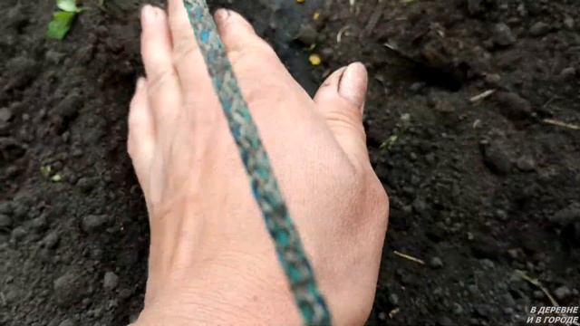 Как я сею базилик в открытый грунт в конце мая. смотреть онлайн