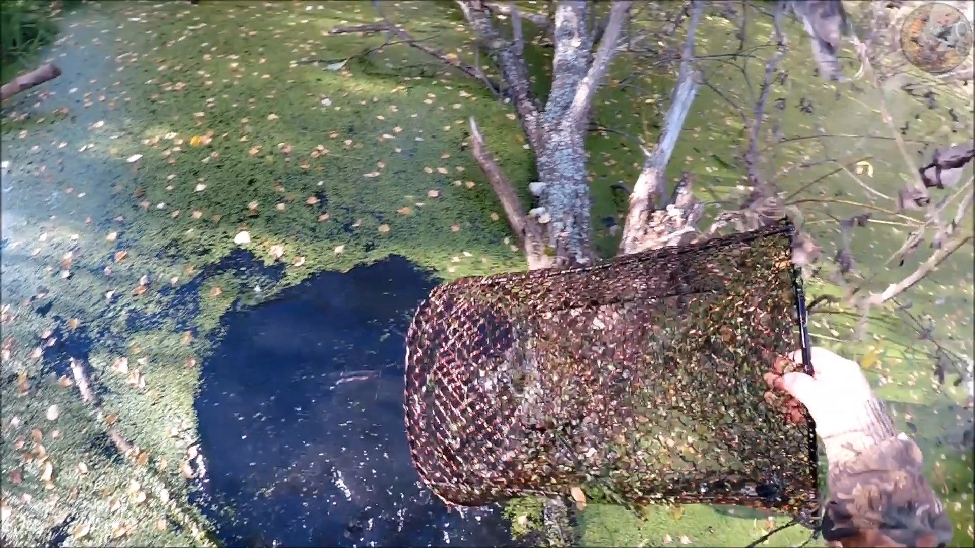 За ондатрой с мордами (Будни охотника и рыбака) смотреть онлайн