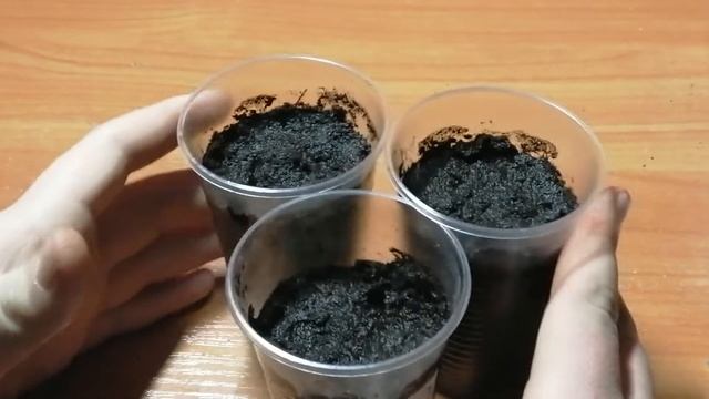 Стрелиция Королевская из семян. Выращивание Стрелиции из семян. смотреть онлайн