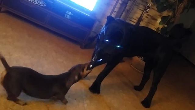 Такса атакует Кане Корсо смотреть онлайн