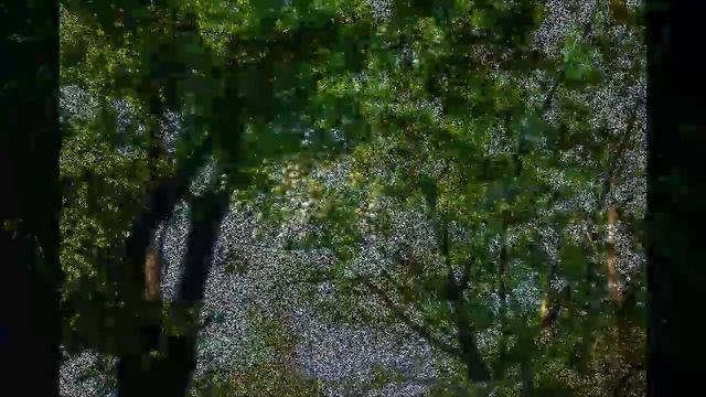 Успокаивающая Инструментальная музыка для Релаксации, Сна и Медитации| Шум ветра в лесу| Пение птиц смотреть онлайн