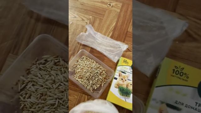 Трава для кошек, собак и грызунов Triol с лотком для проращивания #shorts смотреть онлайн