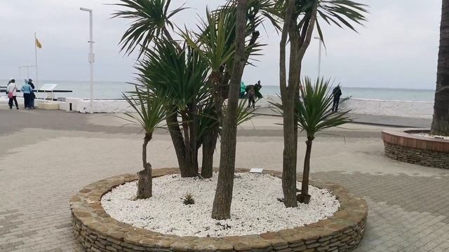 Сочи, Адлер, 2022. Олимпийский парк, Дендрарий, набережная Сочи. смотреть онлайн