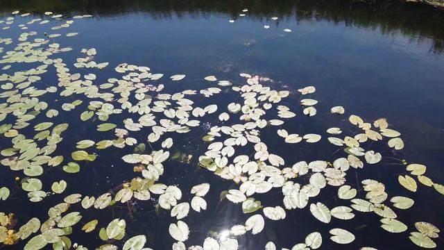 Подводная охота в малых реках Нижегородской области . июль 2020 смотреть онлайн