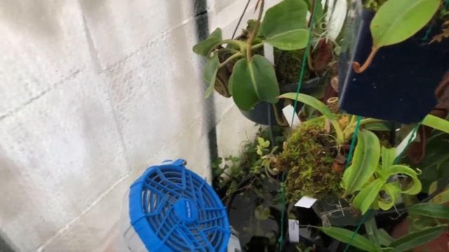 Nepenthes January 2018 смотреть онлайн