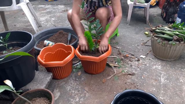 Re Potting of my Zz Plant Episode 1 || also known as Welcome Plant ( Lucky Plant ) смотреть онлайн