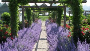 Котовник РЕЛАКС АРТ-ТЕРАПИЯ ИМПРОВИЗАЦИЯ композитор Виктор Анохин #музыка #piano #цветы #bossanova