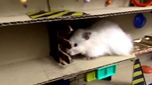 Хомяк в лабиринте. #хомяк_в_лабиринте #хомяк #лабиринт