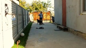 Третий этап дрессировки собаки - команды жестами