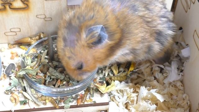 КОТИК ХОЧЕТ СОЖРАТЬ ХОМЯЧАТ? / СТРИГУ КОГТИ у СВИНКИ / КАКОЕ ЛЕЧЕНИЕ хомки ИЗЮМА / Alisa Easy Pets смотреть онлайн