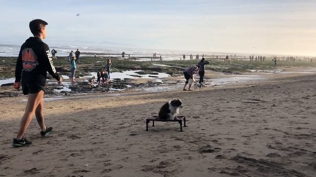 Mini Aussie, Harper! | Mini Aussie Dog Training in Monterey, CA смотреть онлайн