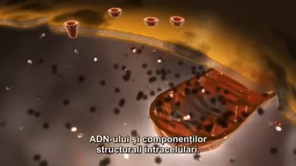 Actovegin Takeda Nycomed https://actovegin.wordpress.com/