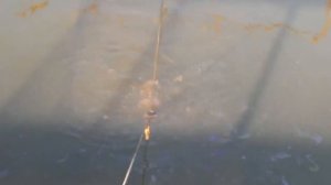 Выращивание стерляди в садках