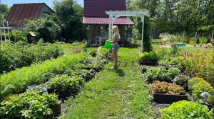 ДАЧА / 8 СОТОК 14 ИЮЛЯ/ИЮЛЬСКИЙ УРОЖАЙ/ДОРОЖКИ В ТЕПЛИЦЕ