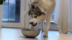 Видеоняня сняла ДРАКУ Собак Одних Дома / Скрытая камера