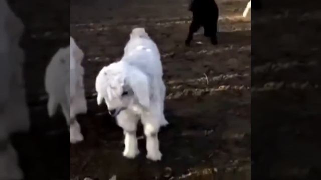 АБОРЕГЕНЫЕ ТОБЕТЫ/КАЗАХСКИЕ ВОЛКОДАВЫ смотреть онлайн