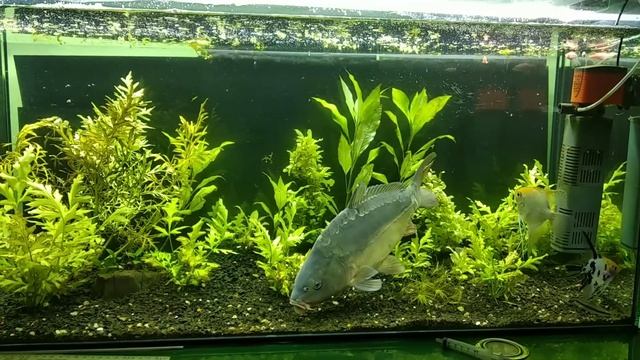 карп в аквариуме смотреть онлайн