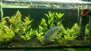 карп в аквариуме